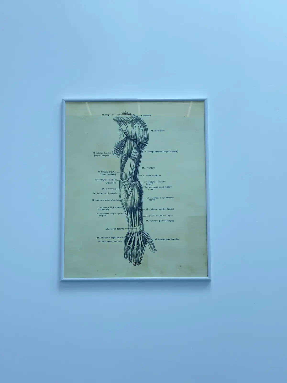 Ilustrație anatomică înrămată — mușchii și tendonul mâinii și antebrațului, cu etichete latine pe perete albastru deschis în cabinetul Motion Clinic, Snagov Plaza.
