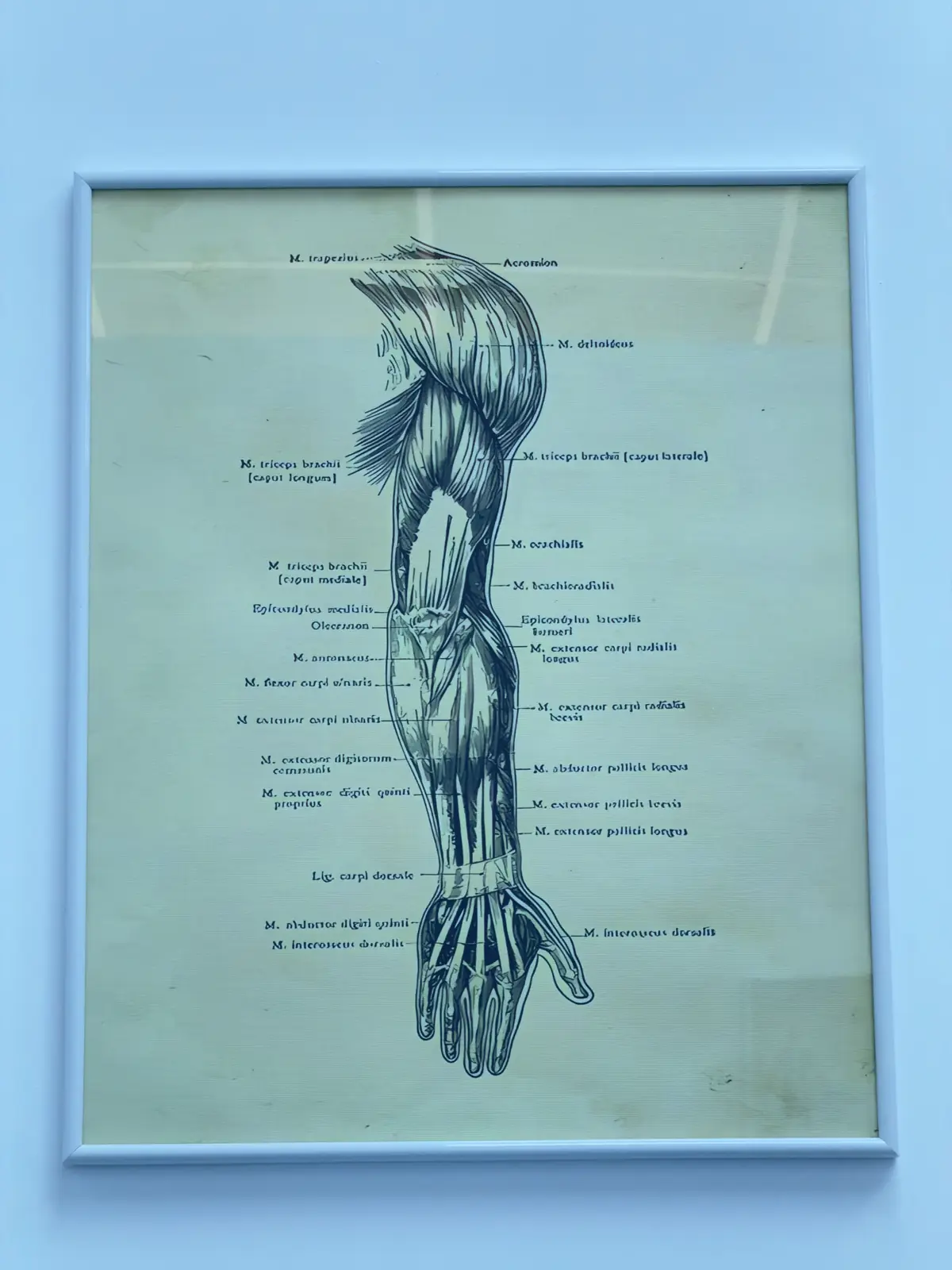 Ilustrație anatomică înrămată pe perete — torace și perete abdominal anterior cu denumiri musculare în latină; spațiu clinic Motion Clinic, Snagov Plaza.