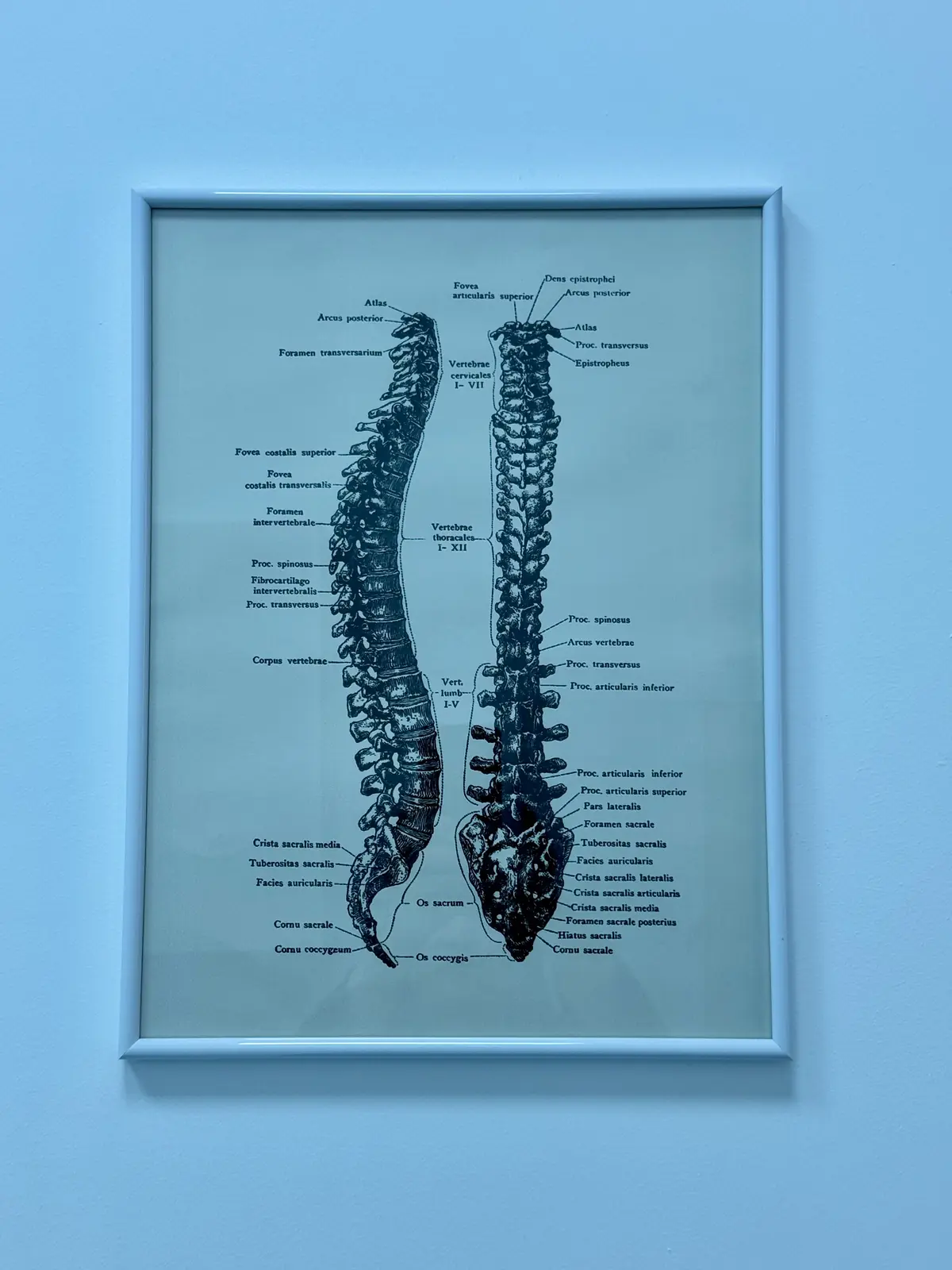 Ilustrație anatomică înrămată — coloana vertebrală în profil și vedere posterioară, cu denumiri latine; perete cabinet Motion Clinic, Snagov Plaza.