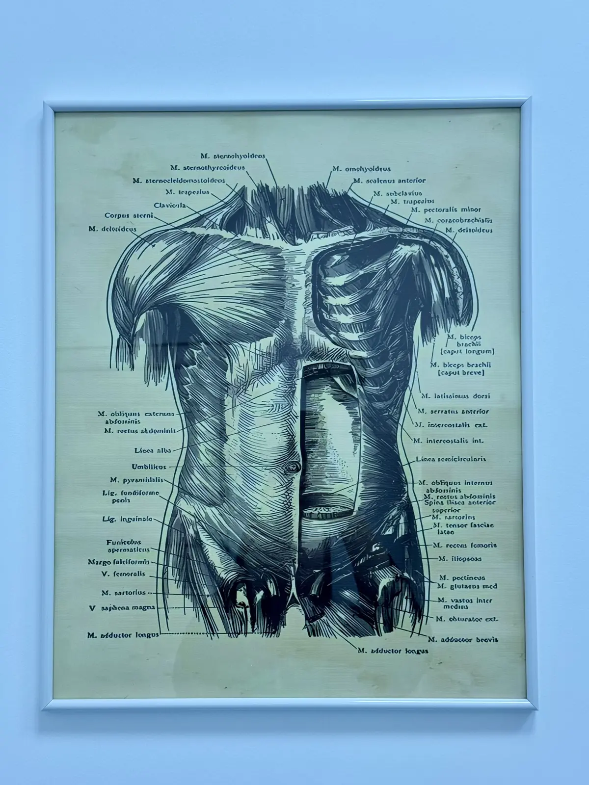 Planșă anatomică înrămată — mușchii toracelui și abdomenului, vedere frontală și secțiune, cu etichete; perete cabinet Motion Clinic.